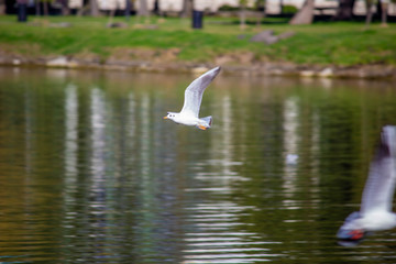 Birds fly over the water.