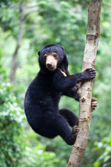 Sun bear, Helarctos malayanus, the smallest bear in the world, the sun bear native to the...