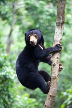 Sun bear, Helarctos malayanus, the smallest bear in the world, the sun bear native to the rainforests of South east Asia, a very talented tree climber. Borneo. Malaysia.