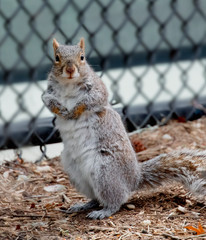 Squirrel with New Yorker attitude