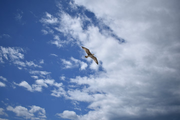 A seagull in a beach of Le Grau-du-Roi, in France