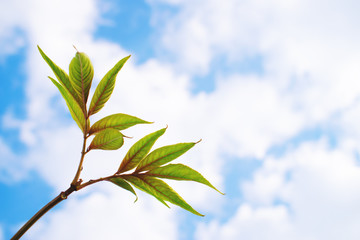 Green leaves against the sky and clouds.