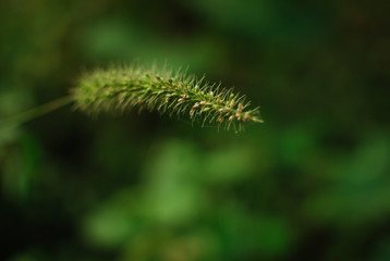 green-re hearts of nature. Nature beauty 