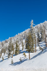 Snow covered trees on a Utah hillside, with a blue sky overhead