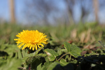 a dandelion closeup in the fields in holland in springtime