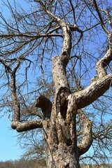 Fototapeta na wymiar tree with curved branches