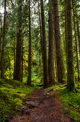 Big tall redwoods sprinkled with moss with a trail leading directly into the middle of them in the Hoh Rain Forest