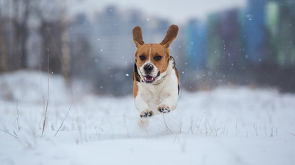 Happy beagle dog running at field in winter