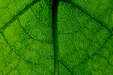 Leaf Aristolochia, Kokornak
