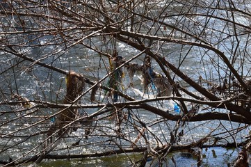 garbage in the river