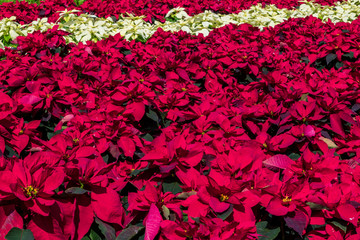 Red and yellow poinsettias background