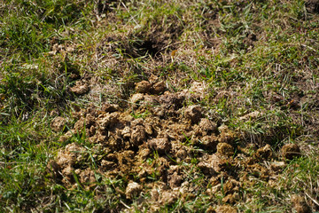 Mist Misthaufen Pferdedmist Pferdeäpfel