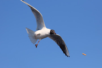 Black Headed Gull Catching Bread Mid Air