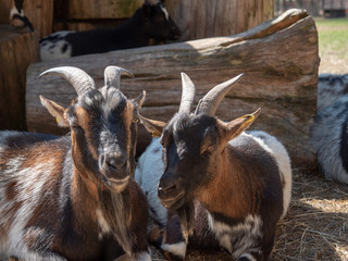 Two goats are sunbathing
