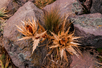 Snow roses background