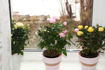 A bouquet of flowers on the window, a wonderful gift for loved ones, the approach of spring