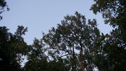 Rhesus macaque (Macaca mulatta) climbing tree near sigiriya, sri lanka