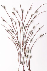 Willow branches on a white background. Blooming willow buds. The approach of spring. Branches with buds laid out in the form of a bouquet