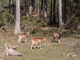 Goat and deer living together