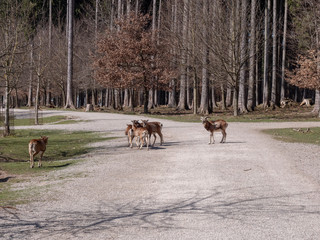 Deer standing together