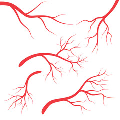 Human veins, red blood vessels design on white backgroun. Vector illustration