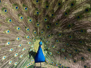 Obraz premium Peacock showing off