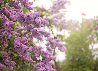 Syringa in the bloom