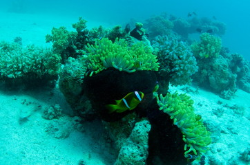 Fototapeta na wymiar Underwater World of the Red Sea