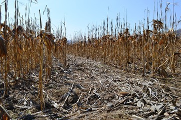 dried from last year corn