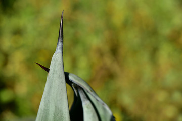 stachel einer agave sticht einen anderen stachel