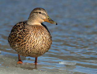 Mallard