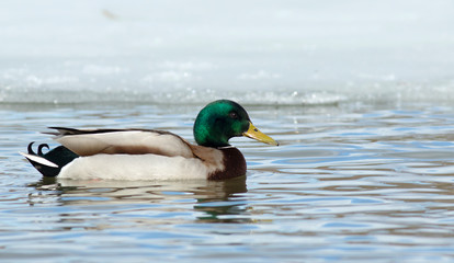 Mallard