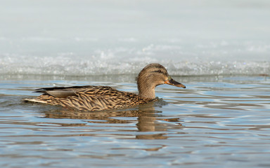 Mallard