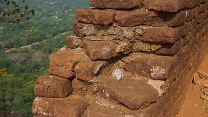 Dried skin of a tree frog on a stone wall