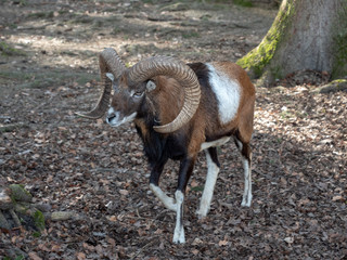 Ziegenbock