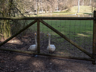 goose between fence