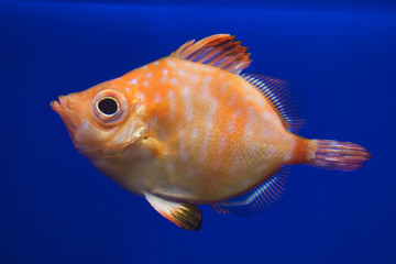 Boarfish (Capros aper).