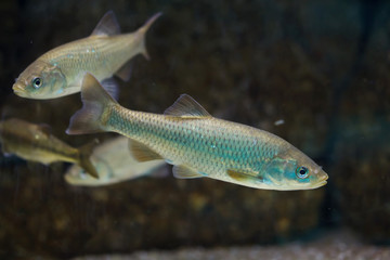 Calandino (Squalius alburnoides)