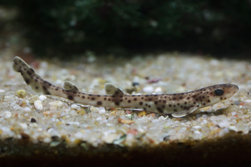 Small-spotted catshark (Scyliorhinus canicula)