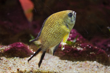 Azores chromis (Chromis limbata)