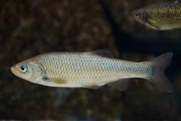 Southern Iberian chub (Squalius pyrenaicus).