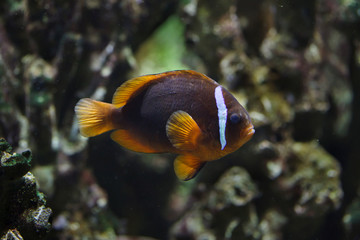 Fototapeta na wymiar Tomato clownfish (Amphiprion frenatus)