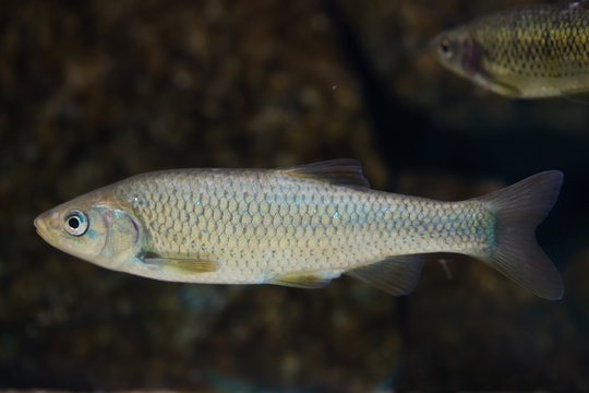 Southern Iberian chub (Squalius pyrenaicus).