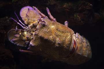 Mediterranean slipper lobster (Scyllarides latus)