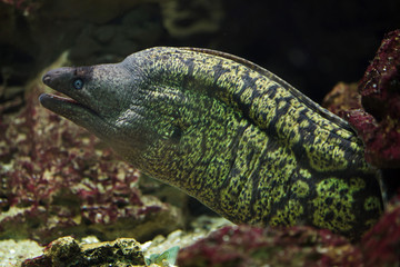 Mediterranean moray (Muraena helena)