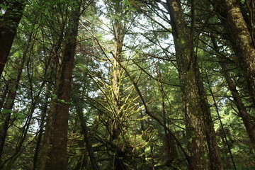 Obraz premium Vancouver Island