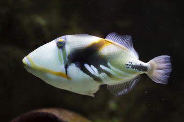 Fototapeta na wymiar Lagoon triggerfish (Rhinecanthus aculeatus)