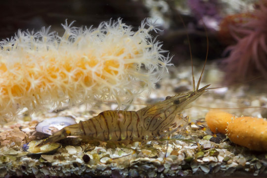 Blue bee shrimp (Caridina cantonensis).