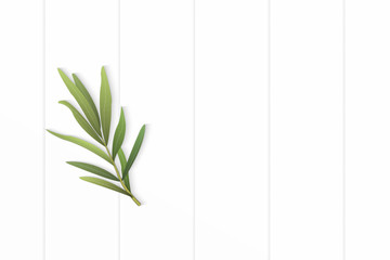 Flat lay top view elegant white composition tarragon leaf on wooden floor background