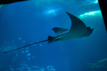 Bull ray (Aetomylaeus bovinus).
